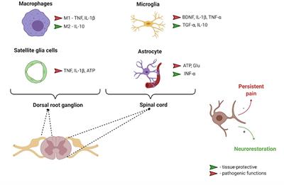 Glial Cell Line-Derived Neurotrophic Factor Family Ligands, Players at the Interface of Neuroinflammation and Neuroprotection: Focus Onto the Glia